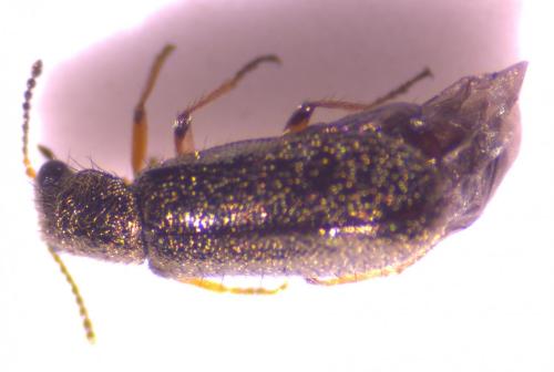 Dasytes sp.